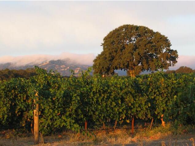 The designation of the new Winters Highlands American Viticultural Area caps a 15-year effort led by vintner Corinne Martinez to recognize a region of 7,296 acres that straddles Napa and Yolo counties. (Courtesy photo)