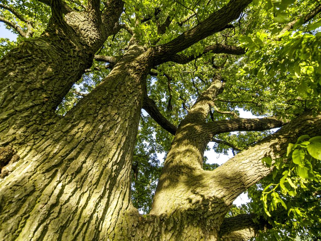 A disease is threatening local oak trees.