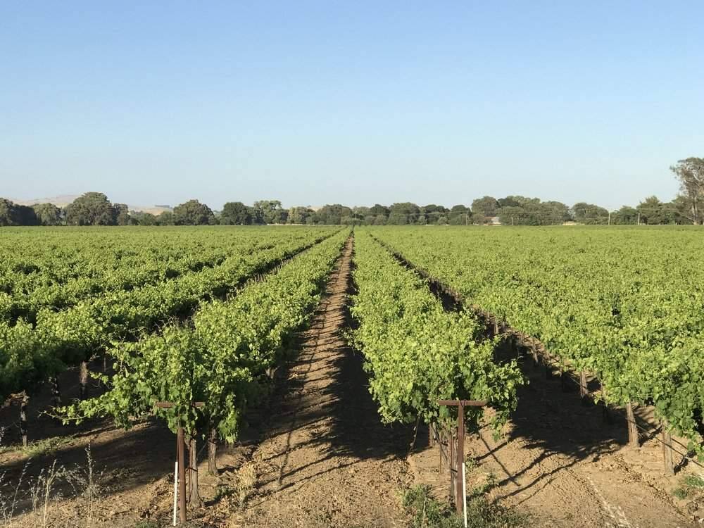 The Babcock family has been farming wine grapes in Solano County's Suisun Valley appellation for four generations. (courtesy of Suisun Creek Winery)