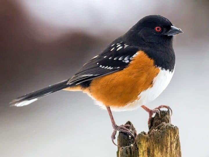The Spotted towhee was formerly known as the Rufous-side towhee, whose colorful name became synonymous with obsessive birders. Whatever you call it, it can be seen at Quarryhill Botanical Gardens in Glen Ellen. (Photo by John McReynolds)