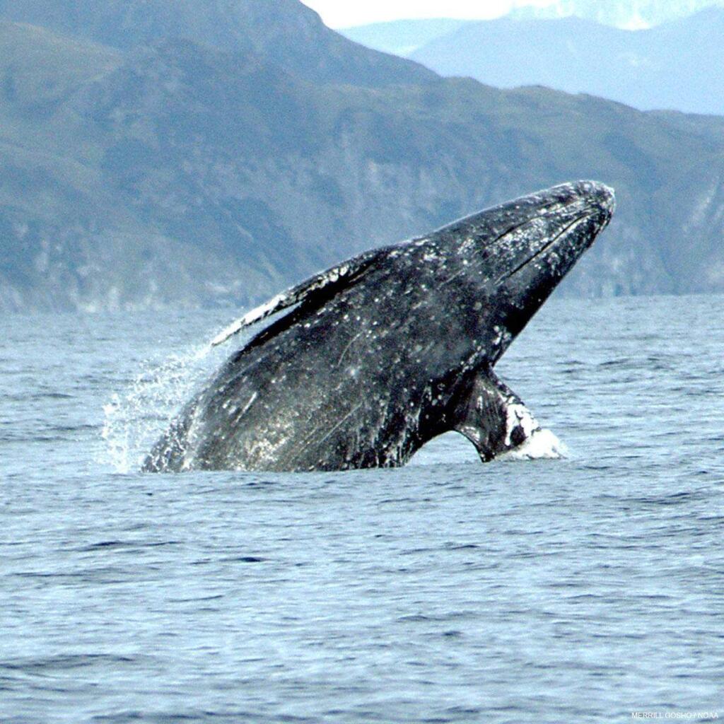 A gray whale breaches off Point Reyes. Guided whale-watching walks can help spot them along the Mendocino coast. (Merrill Gosho / National Oceanic and Atmospheric Administration)