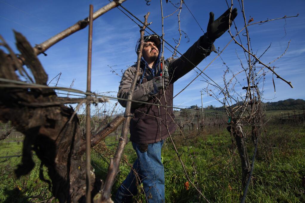 Felipe Servantes, from Cook Vineyard Management, is part of a crew pruning vines in an organic vineyard on Lovall Valley Loop. Grape vines require a lot of attention all year round, and currently in evidence all over the valley is the seasonal pruning. (Photos by Robbi Pengelly/Index-Tribune)