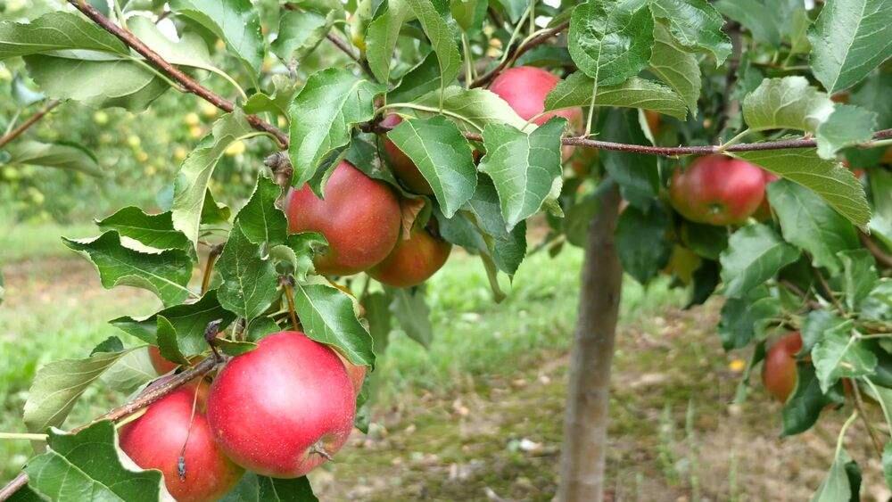 Tips on creating and caring for your own backyard orchard.