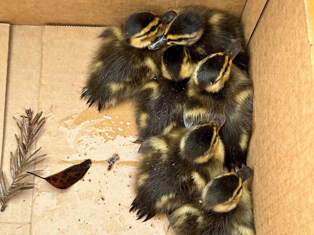 Six ducklings huddle in a box after being fished out of a storm drain, Wednesday, May 24, 2023, in Rohnert Park. (Ashley Dohrmann/Rohnert Park Public Works)