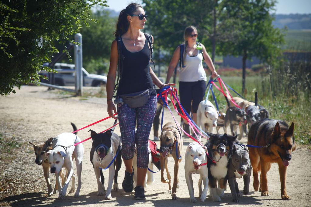 Petaluma, CA, USA. Monday, May 22, 2017._ Canine Excellence owner, Aly Baughman and pack leader, Jessica Coats walk 20 dogs at the Ellis Creek trail. (CRISSY PASCUAL/ARGUS-COURIER STAFF)