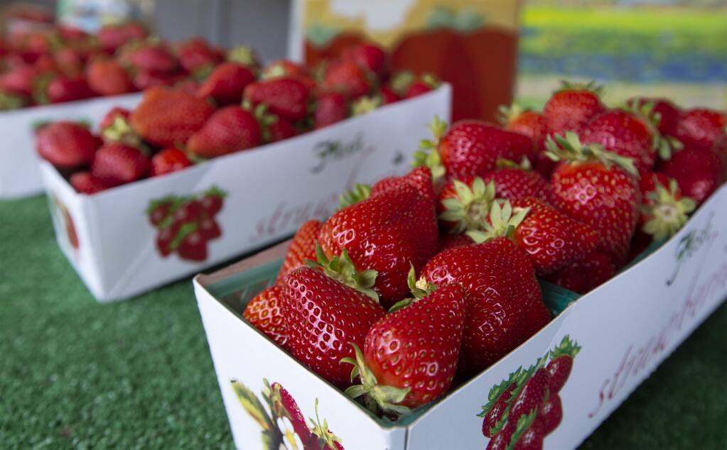 Strawberries picked at the peak of perfection. The strawberry stand on Watmaugh Road and Arnold Drive opened for the season on Wednesday, April 15. (Photo by Robbi Pengelly/Index-Tribune)