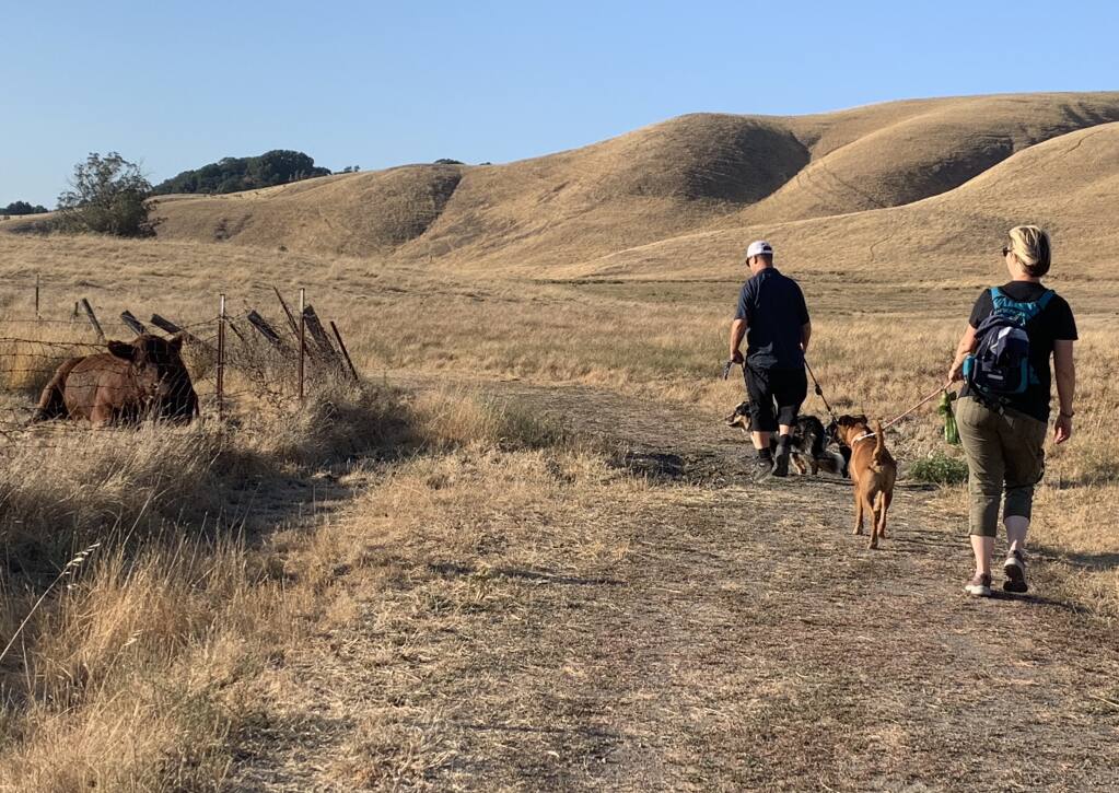 HAPPY TRAILS: Hikers and their dogs give a cautious distance to a resting bull on the other side of the fence at Tolay Lake Regional Park. (Photos by David Templeton)