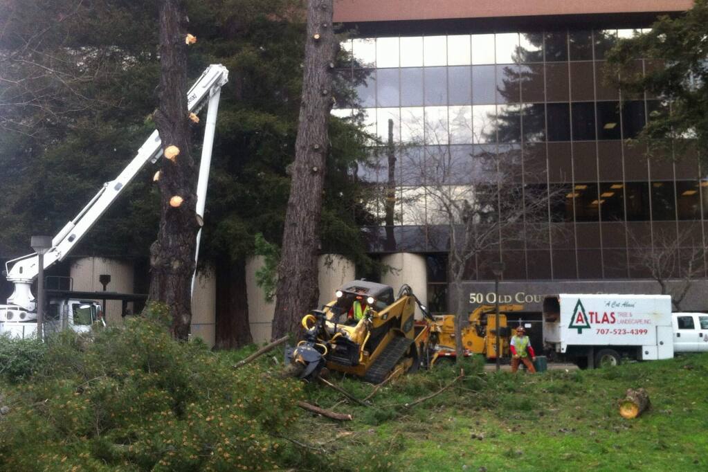 Crews cut down a tree in Santa Rosa's Old Courthouse Square on Wednesday, Feb. 17, 2016. (KENT PORTER/ PD)