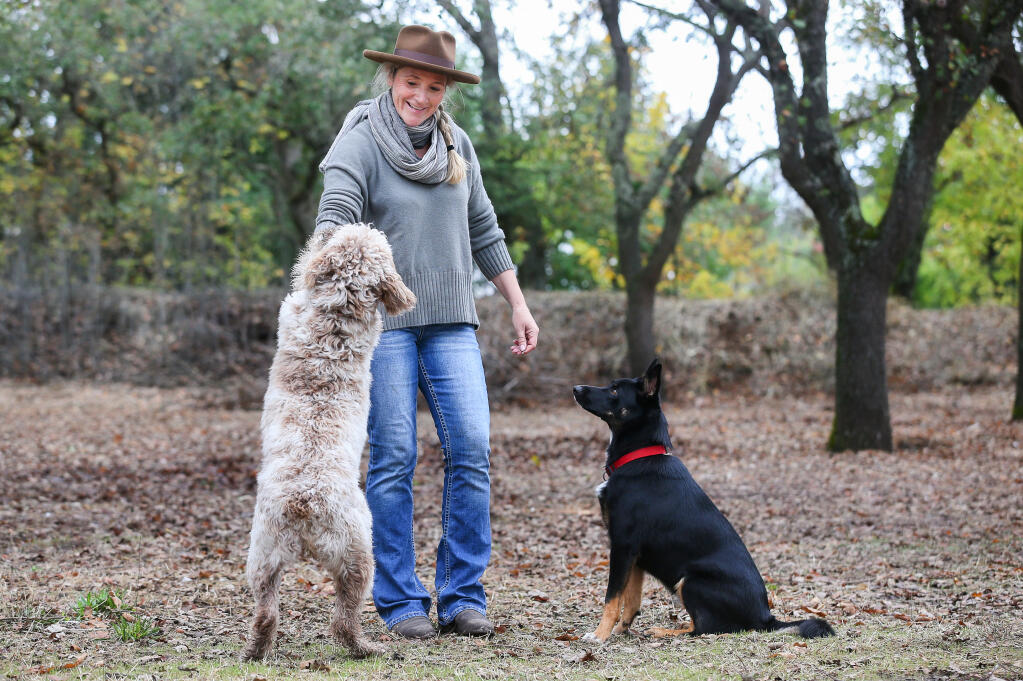 Tania Soderman, with her dogs Millie, left, and Koda at her Sonoma Chicks farm in Sonoma, had a difficult time finding an available veterinarian when her dogs had issues with foxtails.  (Christopher Chung/ The Press Democrat)