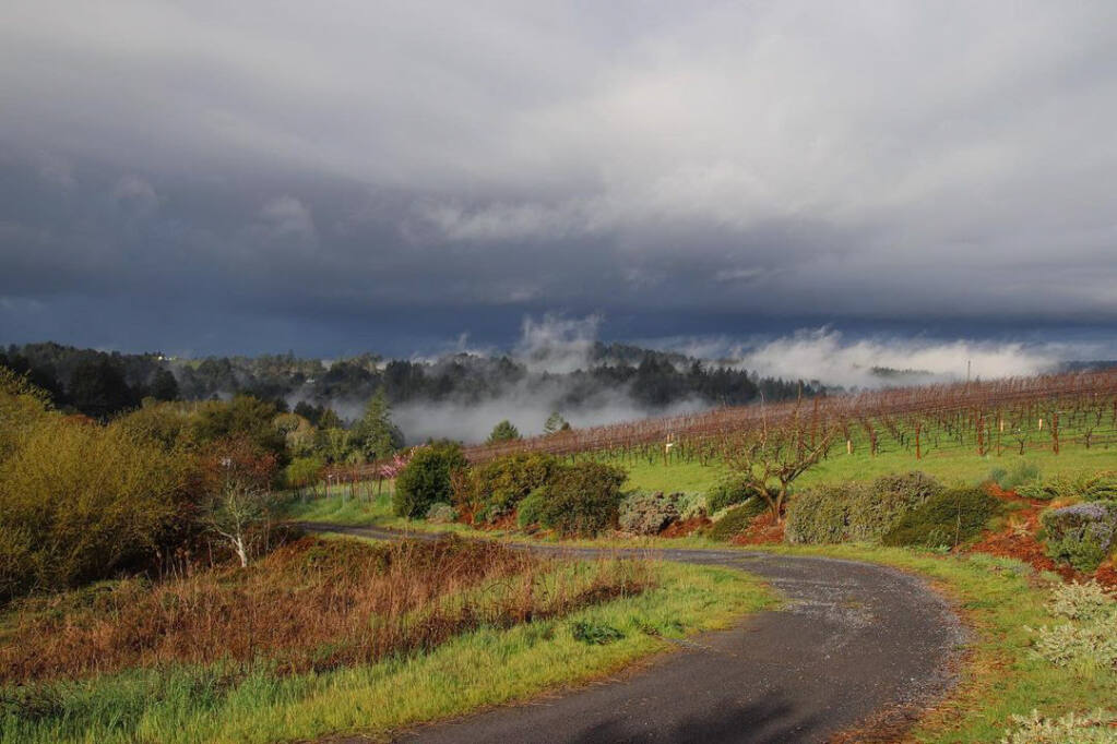 This scene from the Sebastopol Hills area southwest of its namesake west Sonoma County city shows the overcast sky and coastal fog that petitioners for a new federally recognized winegrowing region say makes the 16-square-mile are a distinct place to grow chardonnay and pinot noir grapes. (Courtesy: Sebastopol Hills Winegrowers Association)