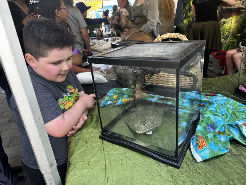 Nico Escalante, 5, watched a large toad in the Classroom Safari’s booth at the City of Santa Rosa’s annual Earth Day event Saturday. (Alana Minkler)
