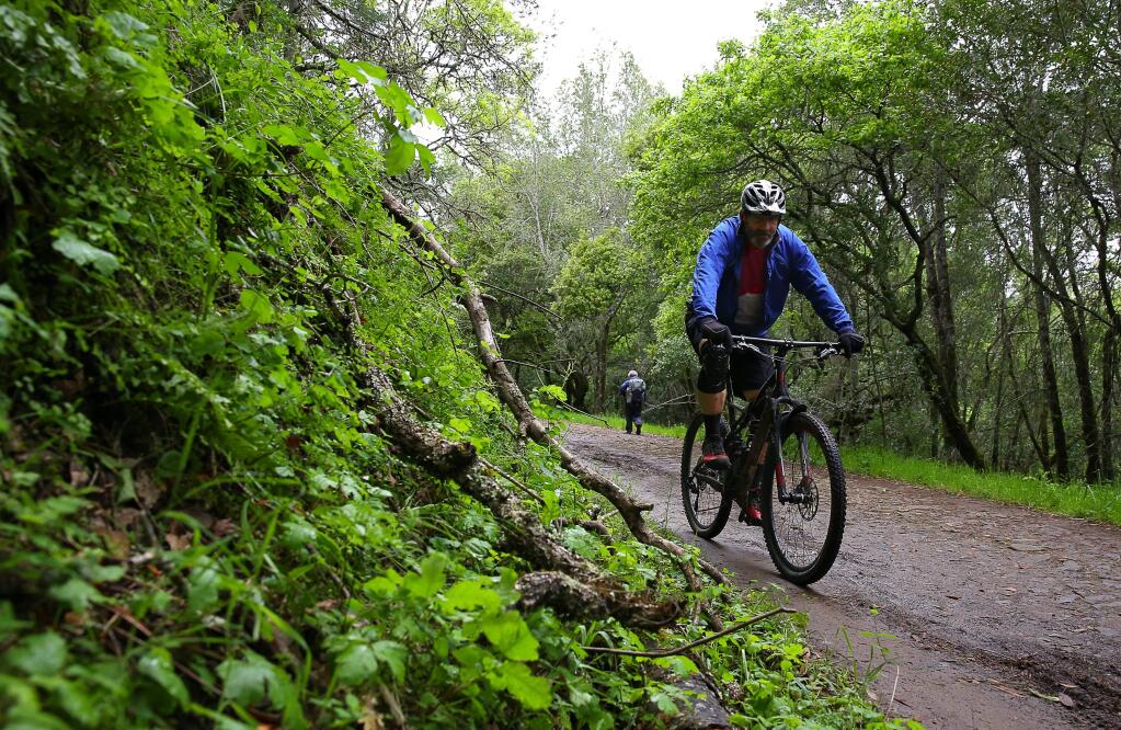 Rob Melani rides up Canyon Trail next to a slope covered in poison oak in Trione-Annadel State Park on Tuesday, April 11, 2017. (CHRISTOPHER CHUNG/ PD)