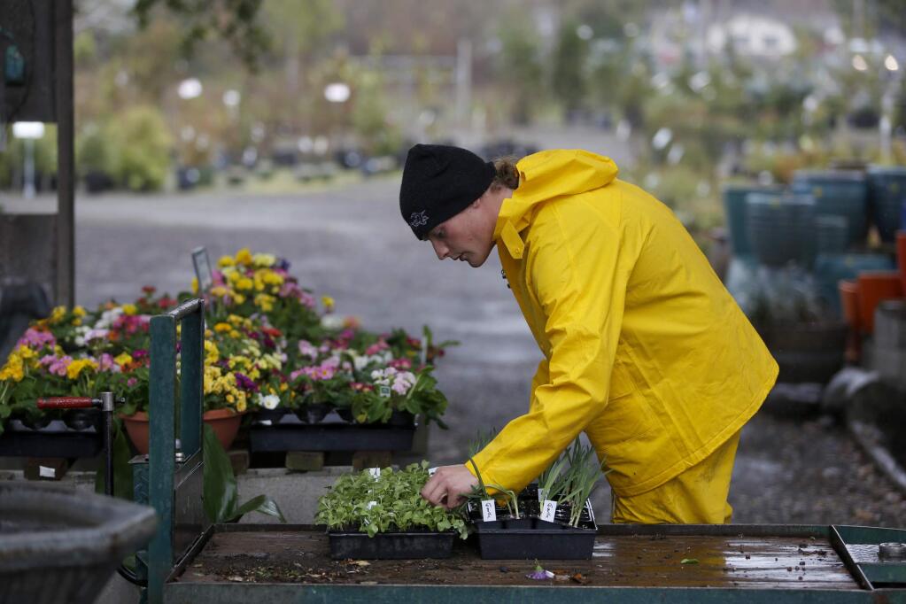 PHOTO: 1 by BETH SCHLANKER / The Press Democrat, 2014-An employee puts out a new shipment of flowers for spring planting at Prickett's Garden Center in Santa Rosa.