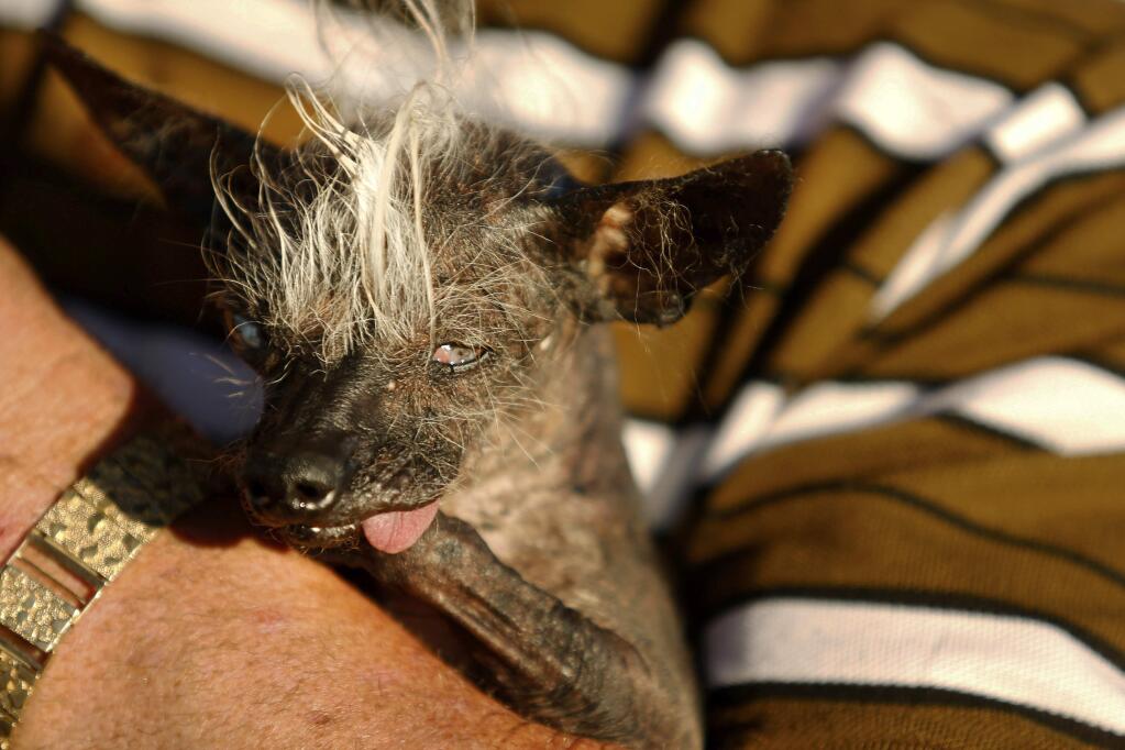 FILE - In this June 24, 2016, file photo, first place winner SweePee Rambo, a 17-year-old Chinese Crested Chihuahua, is cradled by her owner Jason Wurtz of Encino after the World's Ugliest Dog Contest at the Sonoma-Marin Fair in Petaluma, Calif. The annual World's Ugliest Dog Contest celebrates homely pooches for their inner beauty in Petaluma. Organizers say the pooches will face off in a red carpet walk and 'Faux Paw Fashion Show' during Friday's events. It's intended to show that all dogs, regardless of physical appearance, can be lovable additions to any family. (Alvin Jornada/The Press Democrat)