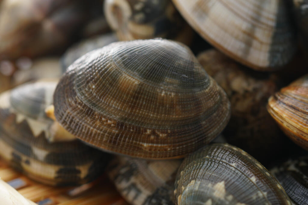 Manila clams (K321/ Shutterstock)