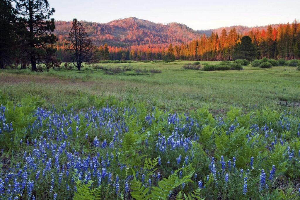 This undated photo provided by The Trust for Public Land shows Ackerson Meadow in Yosemite National Park, Calif. Visitors to the park now have more room to explore nature with the announcement on Wed. Sept. 7, 2016 that the park's western boundary has expanded to include Ackerson Meadow, 400 acres of tree-covered Sierra Nevada foothills, grassland and a creek that flows into the Tuolumne River. This is the park's biggest expansion in nearly 70 years, and will serve as wildlife habitat. (Robb Hirsch/The Trust for Public Land via AP)