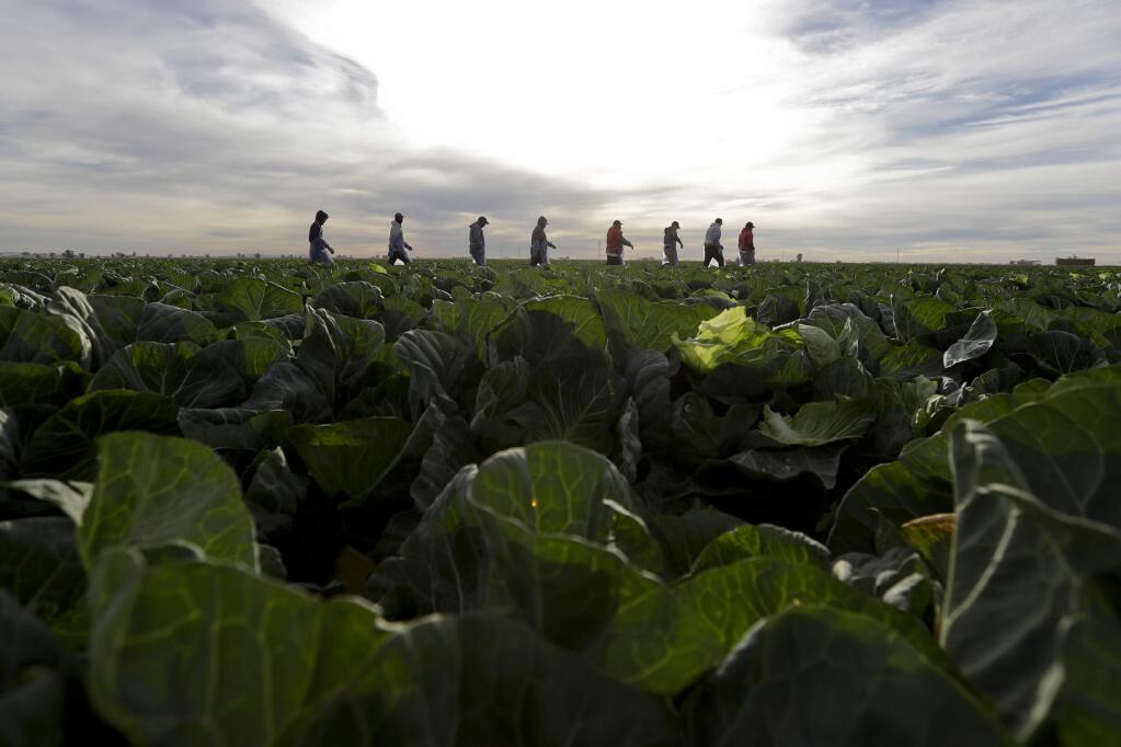 Farmworkers walk through a field of cabbage during harvest outside of Calexico. (GREGORY BULL / Associated Press)