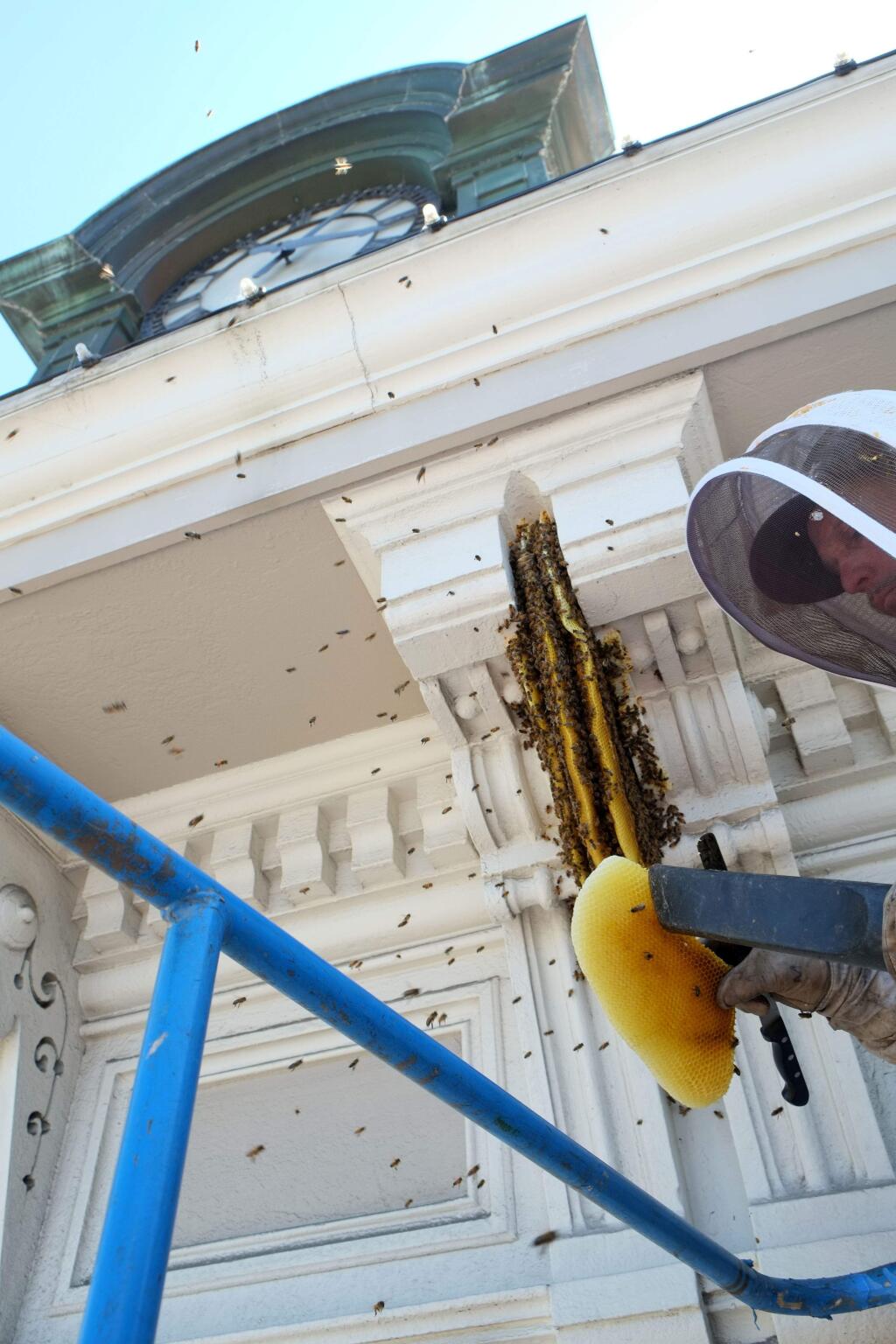 Chris Conrad, of Bee Conscious Bee Removal, uses a custom-made vacuum to carefully remove bees that have established a colony under the roof of the masonic hall in downtown Petaluma on Thursday, Aug. 11, 2016 (Eric Gneckow/Argus-Courier staff)