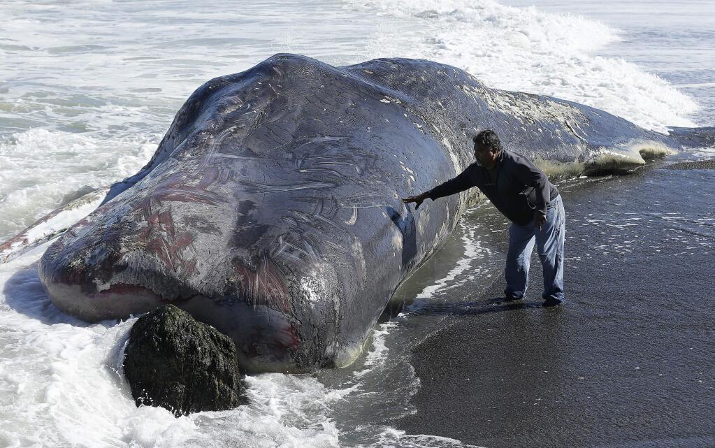 Tony Moreno touches the body of a whale on the beach in Pacifica, Calif., Wednesday, April 15, 2015. The carcass of the 50-foot sperm whale washed ashore at the Pacifica beach just south of San Francisco. Officials from the Marine Mammal Center in Sausalito say it's not immediately clear how the animal died or what would be done with it. A necropsy is planned for Wednesday. (AP Photo/Jeff Chiu)