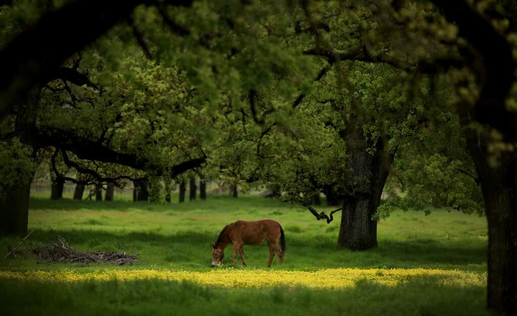 A mule grazes in an oak woodland off Piner Road, spruced up by spring rains, Thursday, April 9, 2020 in Santa Rosa. (Kent Porter / The Press Democrat) 2020