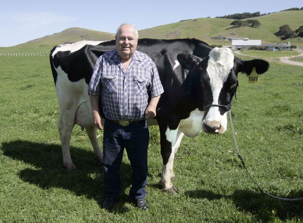 Don Moreda with an aged cow, raised by his grandson Manny Brazil that won Supreme Champion at the Sonoma Marin fair in 2013, at the Moreda Dairy in Petaluma on Monday May 12, 2014. (Scott Manchester / Argus-Courier)