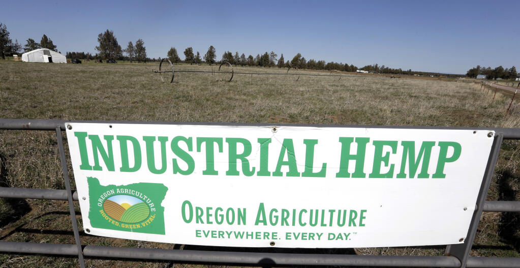 An industrial hemp farm near Sisters, Oregon. (DON RYAN / Associated Press, 2018)