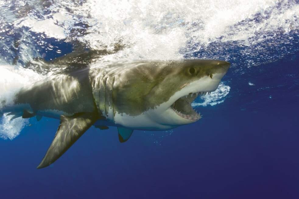 Great white sharks don't have much of a hankering for humans, author Sy Montgomery says. MUST CREDIT: Keith Ellenbogen