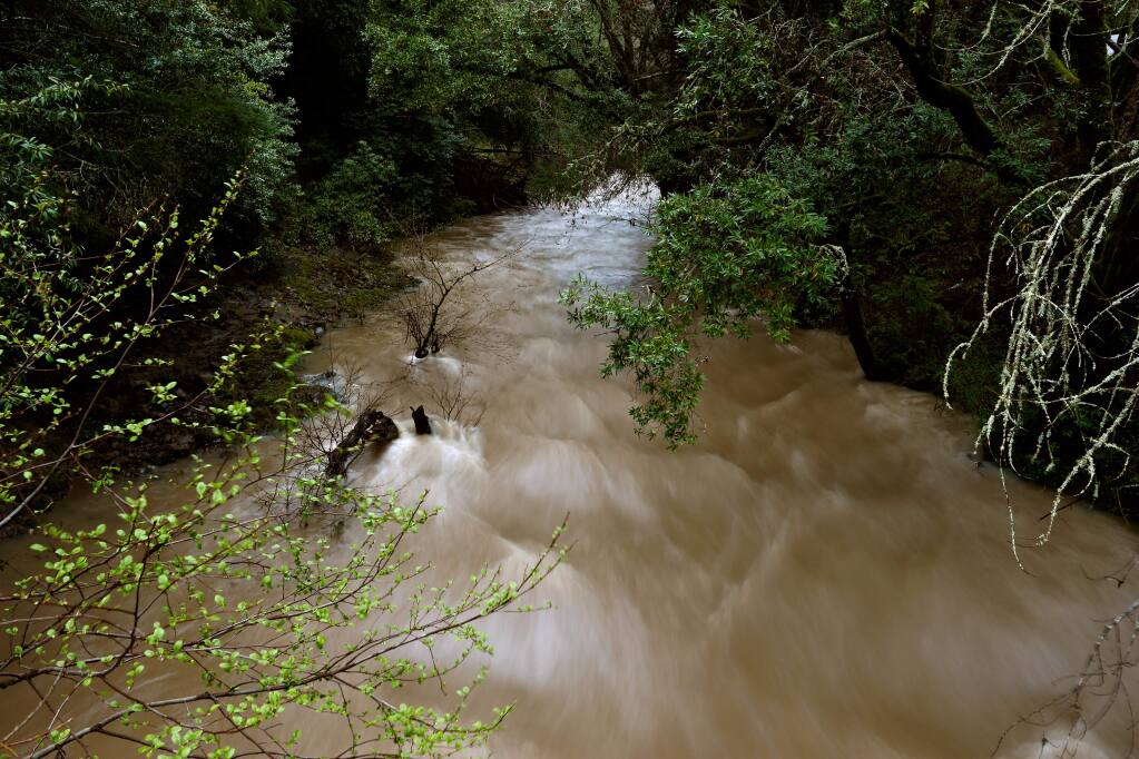 Recent rain storms raise the level of Mark West Creek as the current rushes by Mark West Springs Road in Santa Rosa on Saturday, March 12, 2016. (Alvin Jornada / The Press Democrat)
