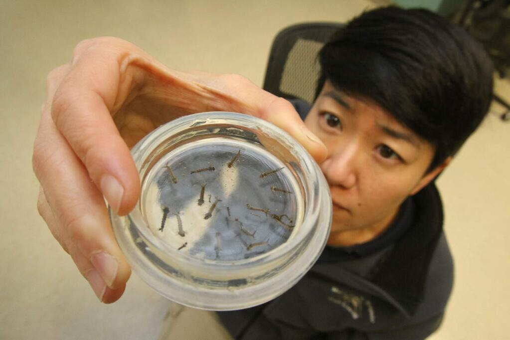 Angie Nakano, Scientific Programs Director Marin/Sonoma Mosquito and Vector Control District in the lab in Cotati CA on Monday, February 22, 2016. SCOTT MANCHESTER/ARGUS-COURIER STAFF)