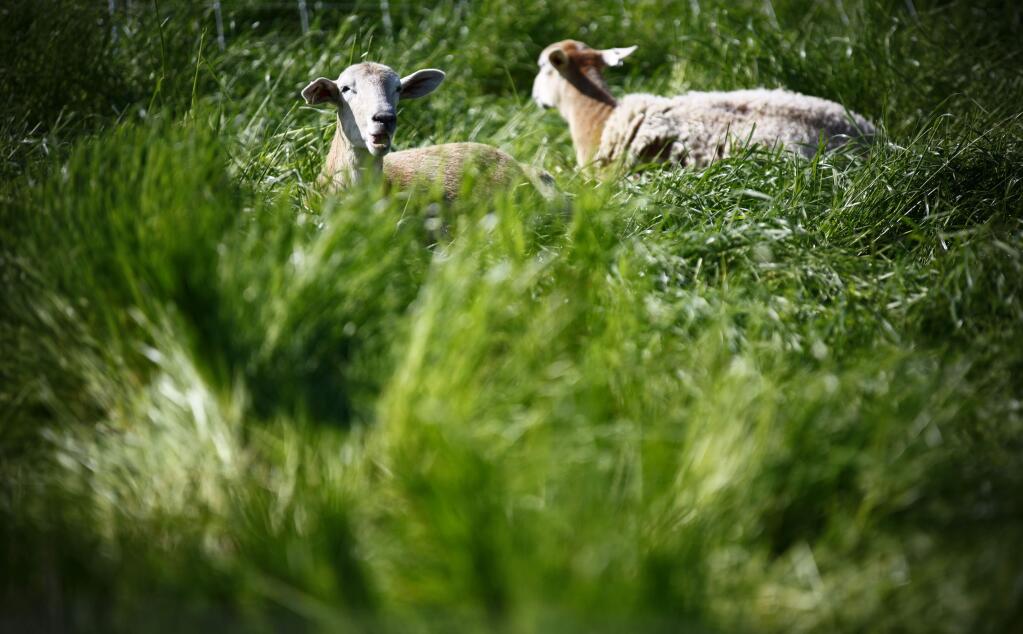 Petaluma, CA. Tuesday, April 18, 2017._ Sheep from Monkey Ranch Farm will be used to graze Helen Putnam Park and help with weed abatement and the poison oak growth. (CRISSY PASCUAL/ARGUS-COURIER STAFF)