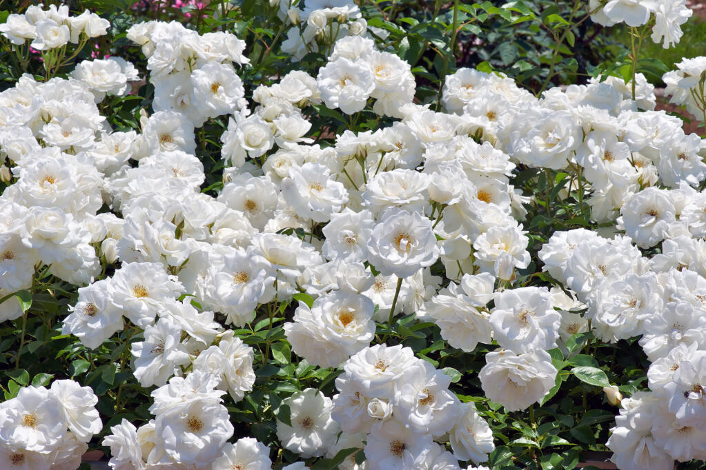 A climbing Iceberg Rose is a nice foundation to a White Garden (Paul Atkinson/Shutterstock)