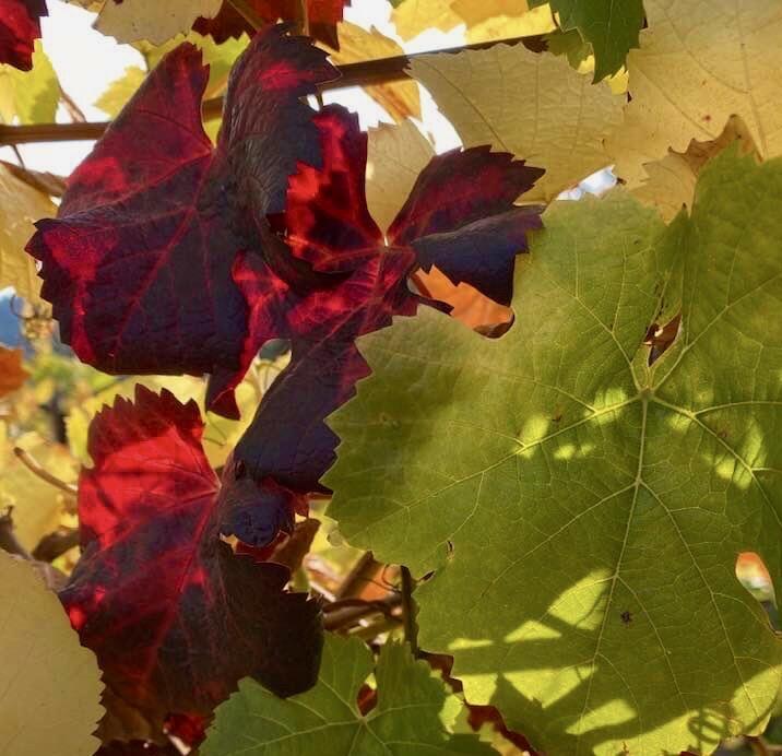 Grape leaves near Freestone sporting their fall colors. (Daniel Rohlfing / Bodega Bay)