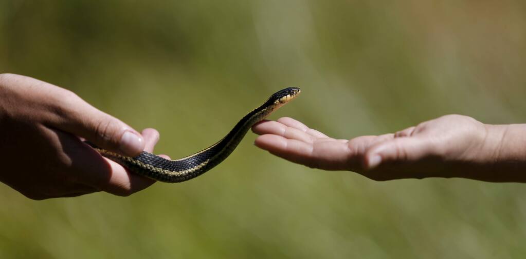 Environmental educator Nicole Barden, right, reaches to touch a garter snake during the TeenNat internship program at Pepperwood Preserve in Santa Rosa, on Tuesday, July 19, 2016. (BETH SCHLANKER/ The Press Democrat)