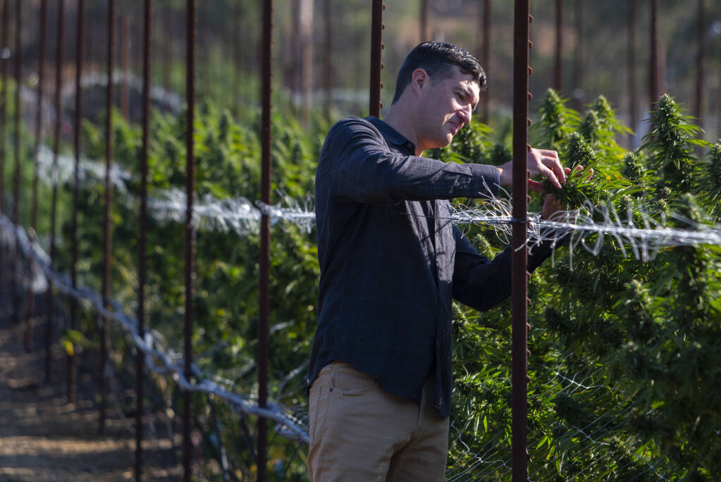Erich Pearson, CEO and founder of cannabis dispensary Sparc, checks one of the cannabis plants at his farm on Trinity Road on Thursday, Sept. 23, 2021.  (Photo by Robbi Pengelly/Index-Tribune)