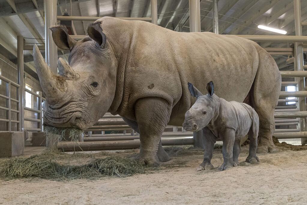 This Monday, Nov. 25, 2019, photo provided by San Diego Zoo Global shows a female southern white rhino calf in the Nikita Kahn Rhino Rescue Center at the San Diego Zoo Safari Park, in San Diego, Calif. The baby rhino born Thursday, Nov. 21, to an 11-year-old mother named, Amani, was conceived through artificial insemination. (Ken Bohn/San Diego Zoo Safari Park via AP)