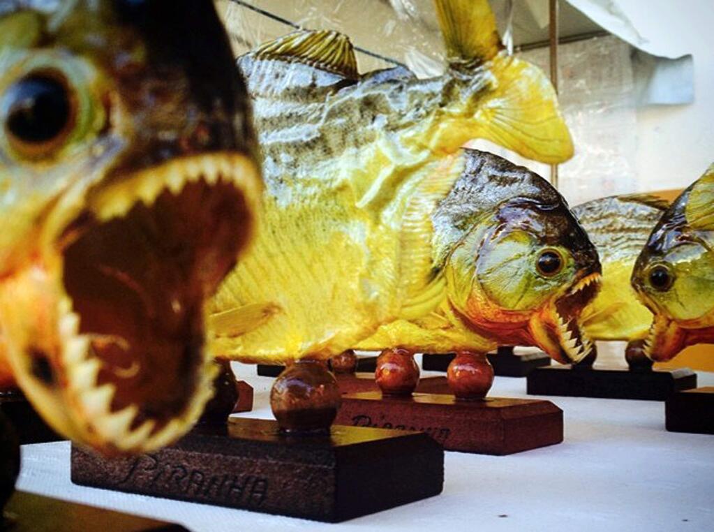 FILE - This 2014 file photo shows mounted piranhas at a market in Curitiba, Brazil. A famous South American chef was stopped as he brought 40 frozen piranhas in a duffel bag through Los Angeles International Airport recently. Virgilio Martinez, chef-owner of Central restaurant in Peru, says he hoped to serve the sharp-toothed fish during an LA food festival. Customs agents eventually let Martinez through with the piranhas. He used them that night on a salad. (AP Photo/Raul Gallego Abellan, File)