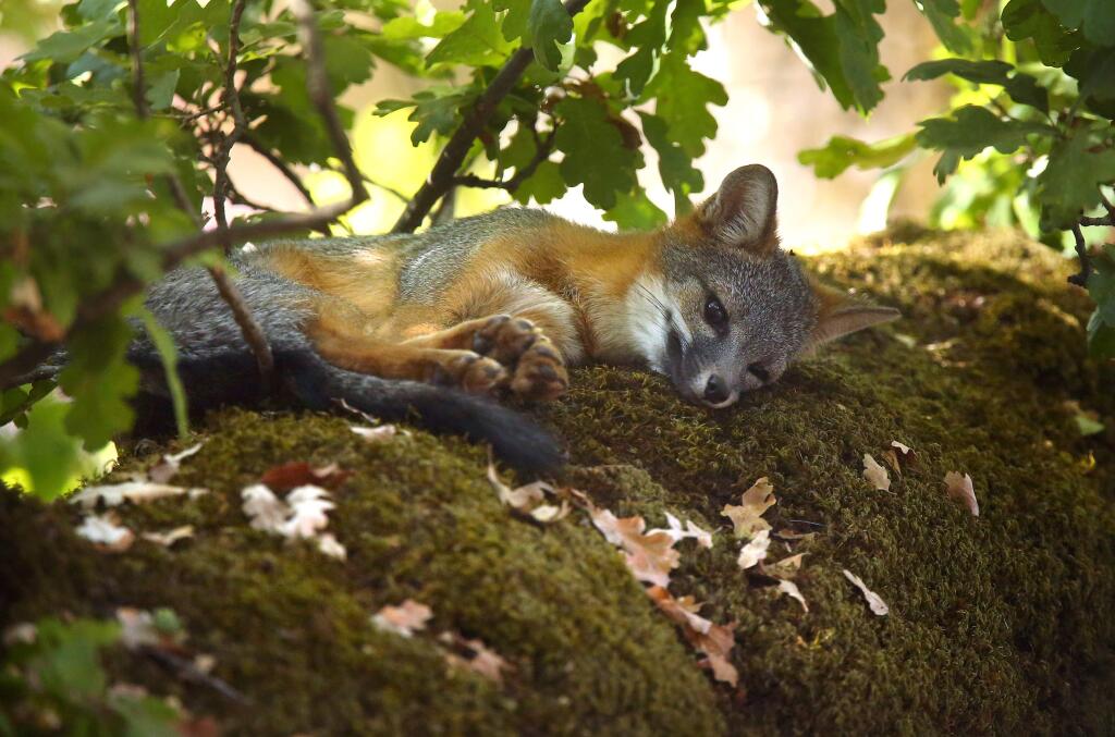 A fox rests in an oak tree next to the Bertolini Student Center at Santa Rosa Junior College, in Santa Rosa on Monday, September 15, 2014. (Christopher Chung/ The Press Democrat)