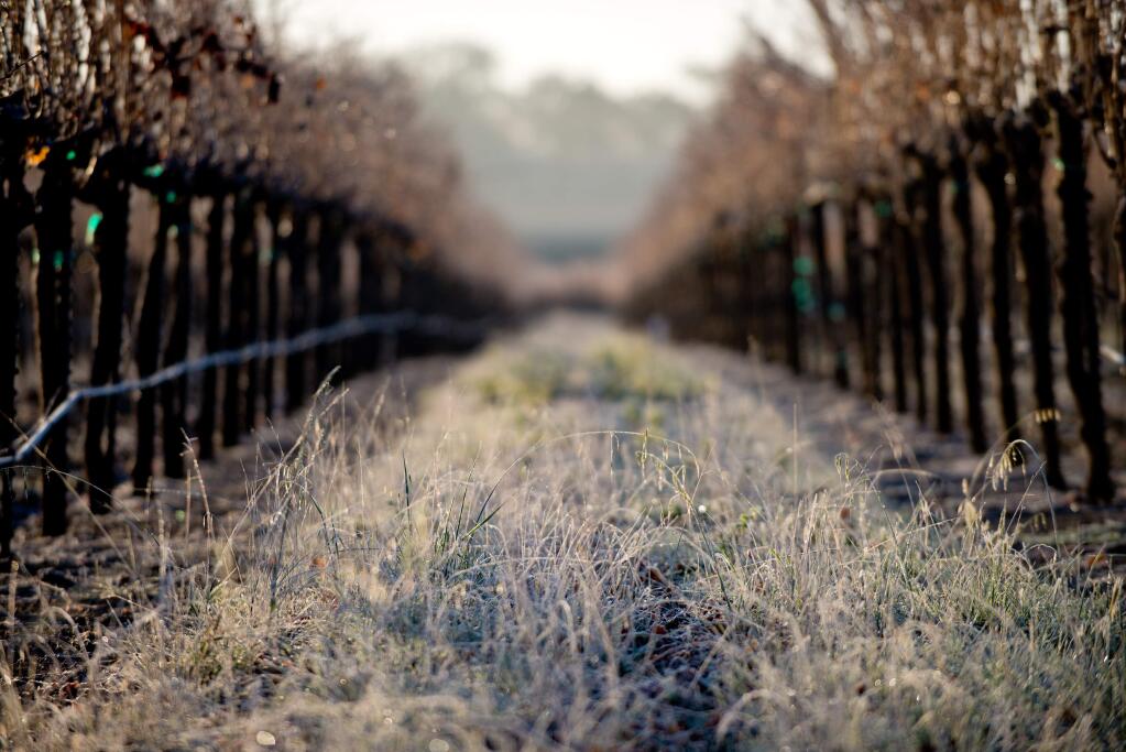 Frost covers grass and vines of a vineyard off of Grant Avenue in Healdsburg in 2013. (PD FILE)
