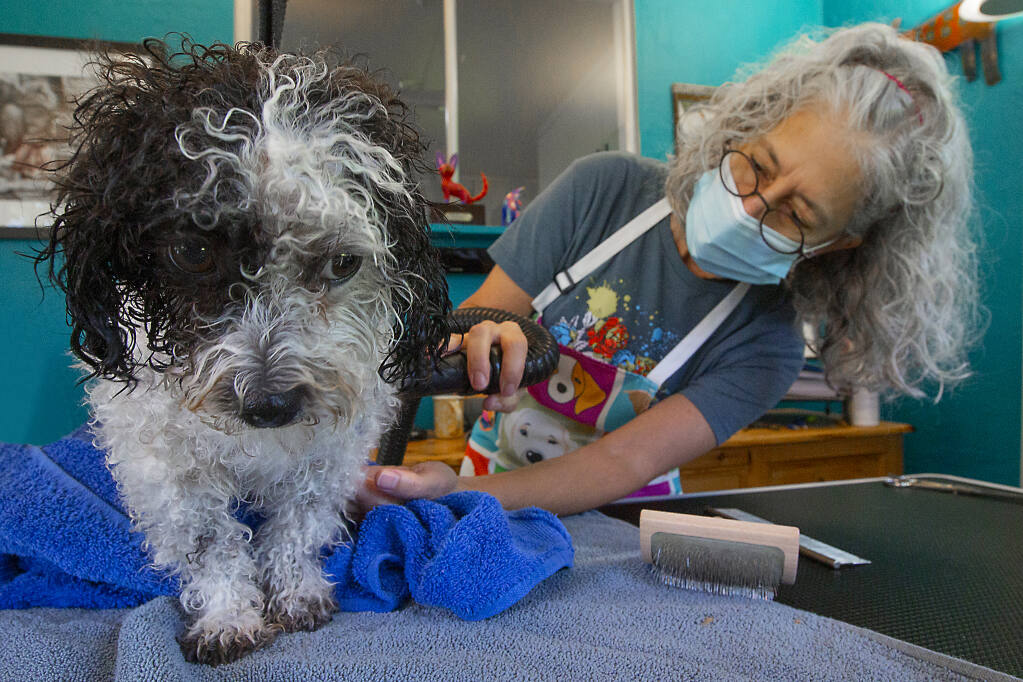 Lauren Myers, owner of Wet Nose Style Dog Grooming, calms nervous Harley, short for Harlequin, in her studio on Thursday, Nov. 5. (Photo by Robbi Pengelly/Index-Tribune)