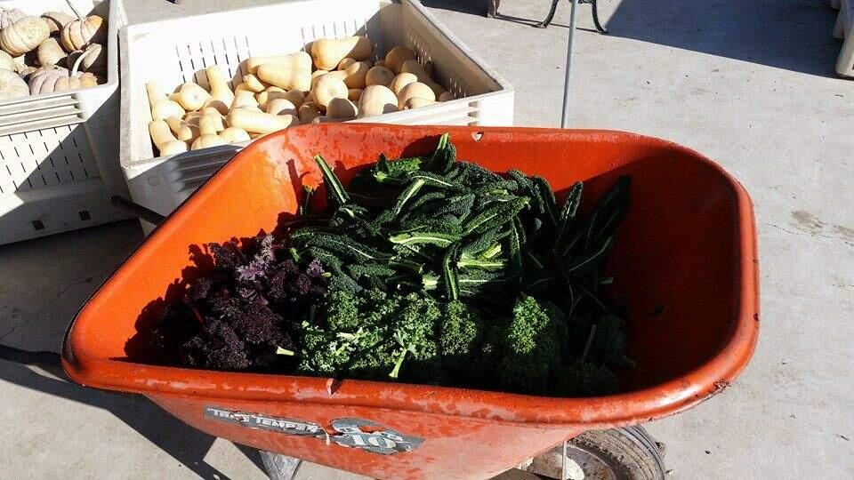 Kale in a wheelbarrow at Tierra Vegetables Farm in Santa Rosa. (photo courtesy Tierra Vegetables Farm)