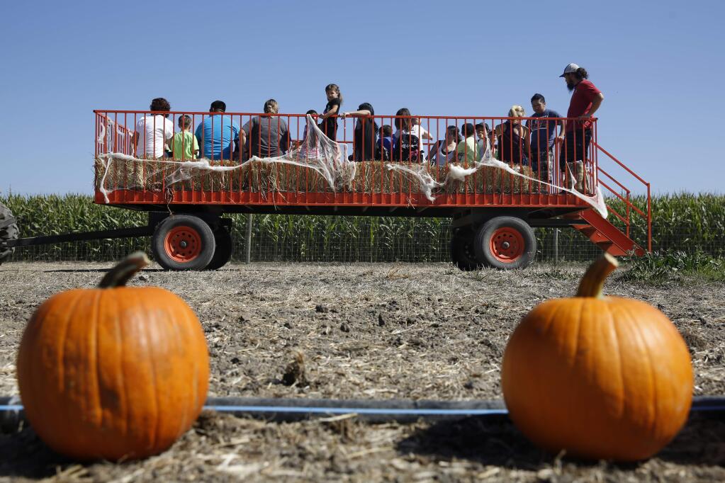A hayride passes by a pumpkin patch at the Santa Rosa Pumpkin Patch in Santa Rosa, on Monday, October 5, 2015. (BETH SCHLANKER/ The Press Democrat)