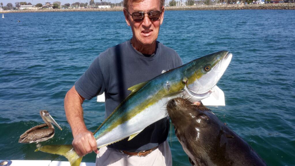 This Sunday, April 5, 2015 photo by Trish Carlin shows Dan Carlin holding a recently-caught yellowtail at the moment a sea lion leaped up to grab the fish - and him - at Mission Bay in San Diego. Carlin, of San Diego, is still recovering more than three weeks after a sea lion leaped 7 feet from the water, locked onto his hand holding the fish and then yanked him overboard. Carlin told The Associated Press on Wednesday, April 29, 2015 that his wife, Trish, had just told him to smile for the photo on their 29-foot boat when he was pulled overboard, smashed into the boatís side and then dragged some 20 feet underwater before being released more than 15 seconds later. (Trish Carlin via AP)