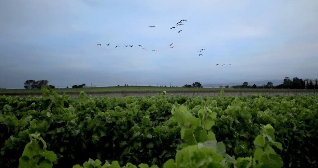 Geese from the Napa River take flight over a Mumm Napa pinot wine grape vineyard in American Canyon, Monday August 7, 2017. (Kent Porter / The Press Democrat)