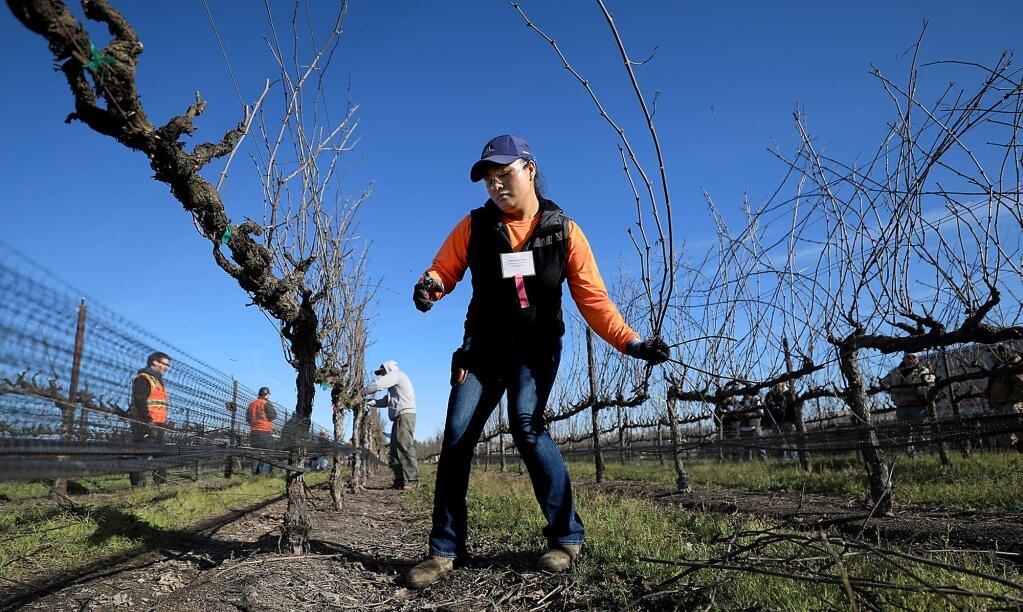 Monserrat Diaz of Vinepro Vineyard Management competes in the Sonoma County grape pruning championships in Santa Rosa, Friday, Feb. 22, 2019. (Kent Porter / The Press Democrat) 2019