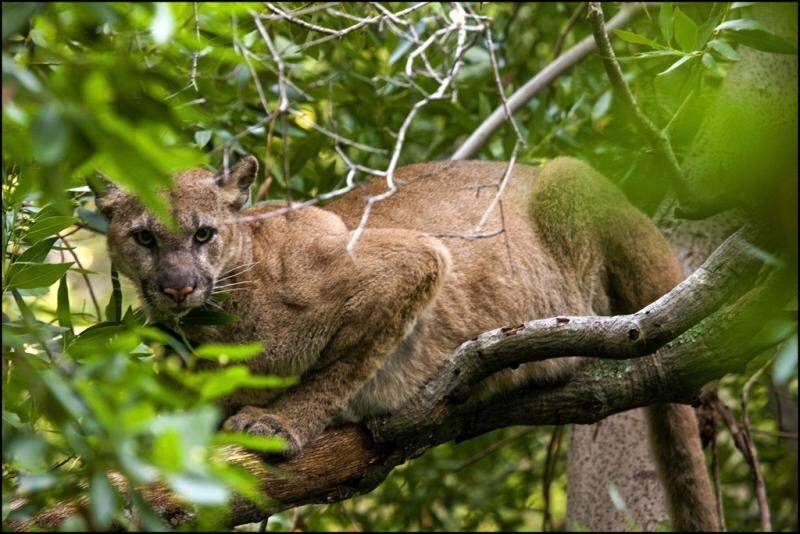 A puma rests in a tree in the Santa Cruz Mountains (photo courtesy of: Felidae Conservation Fund / Bay Area Puma Project)