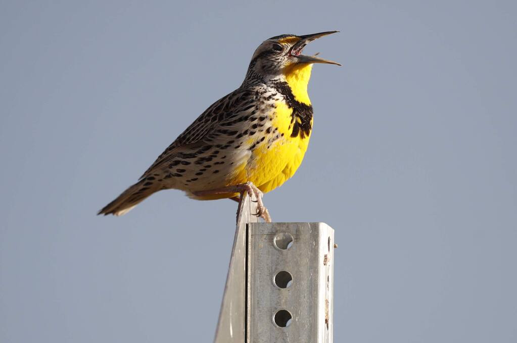 A western meadowlark perches atop a sign in ?Commerce City, Colorado. A new study found that bird populations are decreasing in North America. (DAVID ZALUBOWSKI / Associated Press)