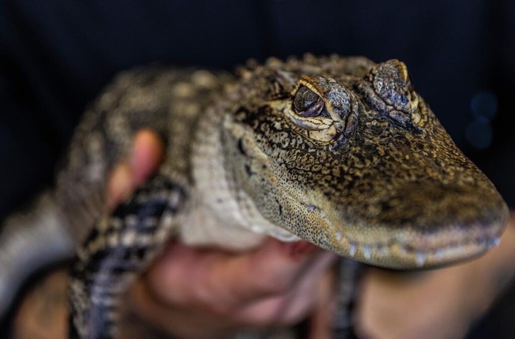An American alligator is held by a Safari Encounters handler at the Wine Country for Wildlife Brunch at Sally Tomatoes in Rohnert Park on Sunday, Jan. 26, 2020. (Will Bucquoy/For The Press Democrat)