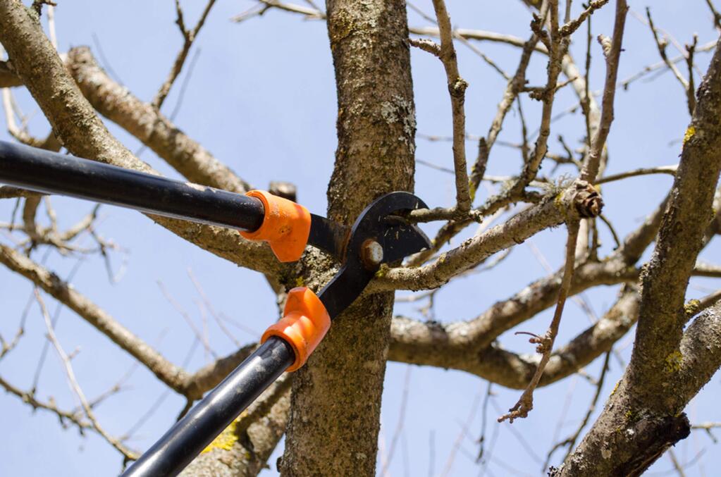 Be sure to use sharp, clean pruners to make clean cuts.