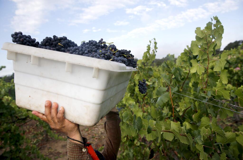 Worker Perfecto Fuentes prepares to dump a container of pinot noir grapes into a large bin at Vyborny's Game Farm vineyard in Yountville, California on Wednesday, July 22, 2015. (BETH SCHLANKER/ PD FILE)