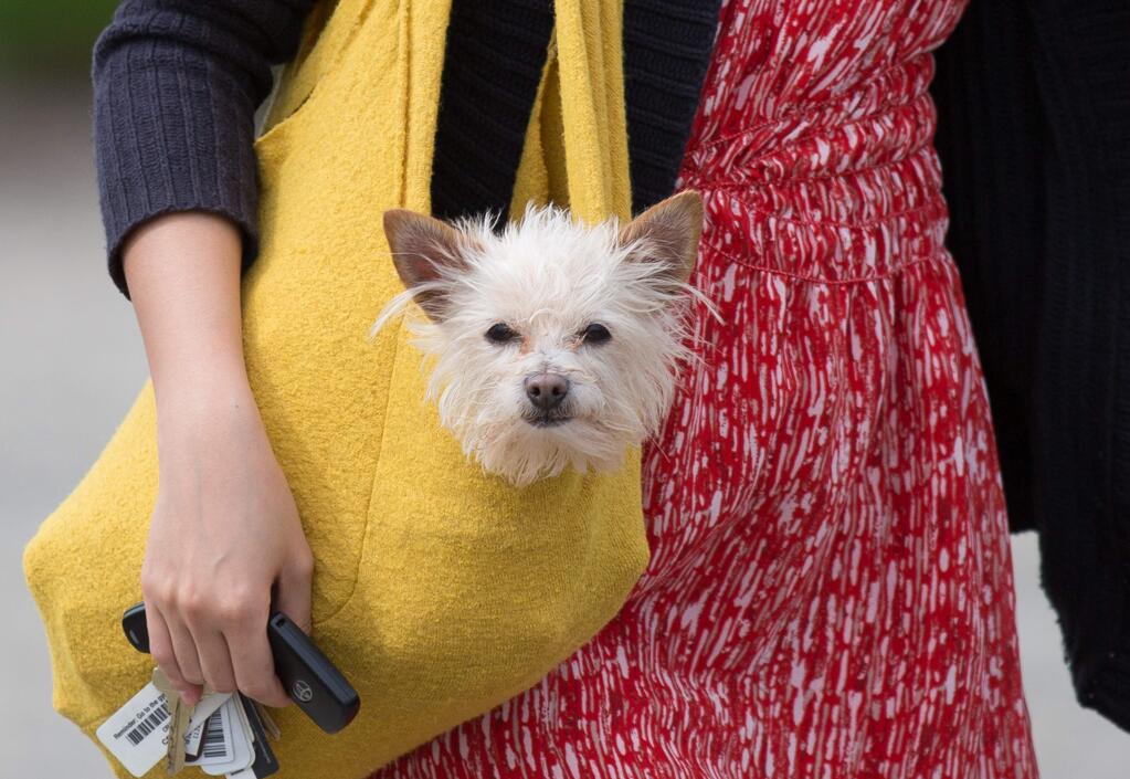 A visitor at Truett Hurst Winery in Healdsburg tucks her beloved pet in her purse during Northern Sonoma County's 37th Annual Barrel Tasting in 2015. (Jeremy Portje/ For The Press Democrat)